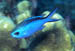 bluechromis.jpg